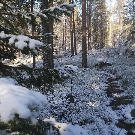 Magic Winter Forest *