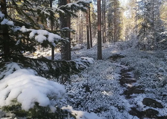 Magic Winter Forest *